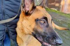 OGV_Niederfischbach_Erntedank_22_Hund